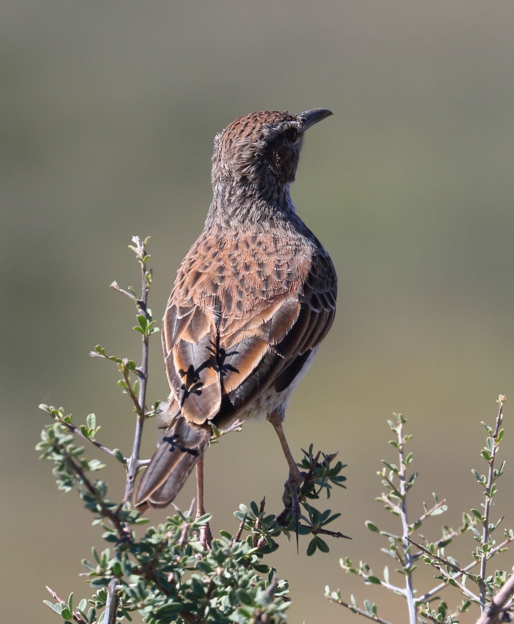 Karoo Long-billed Lark (Certhilauda subcoronata), photo 7