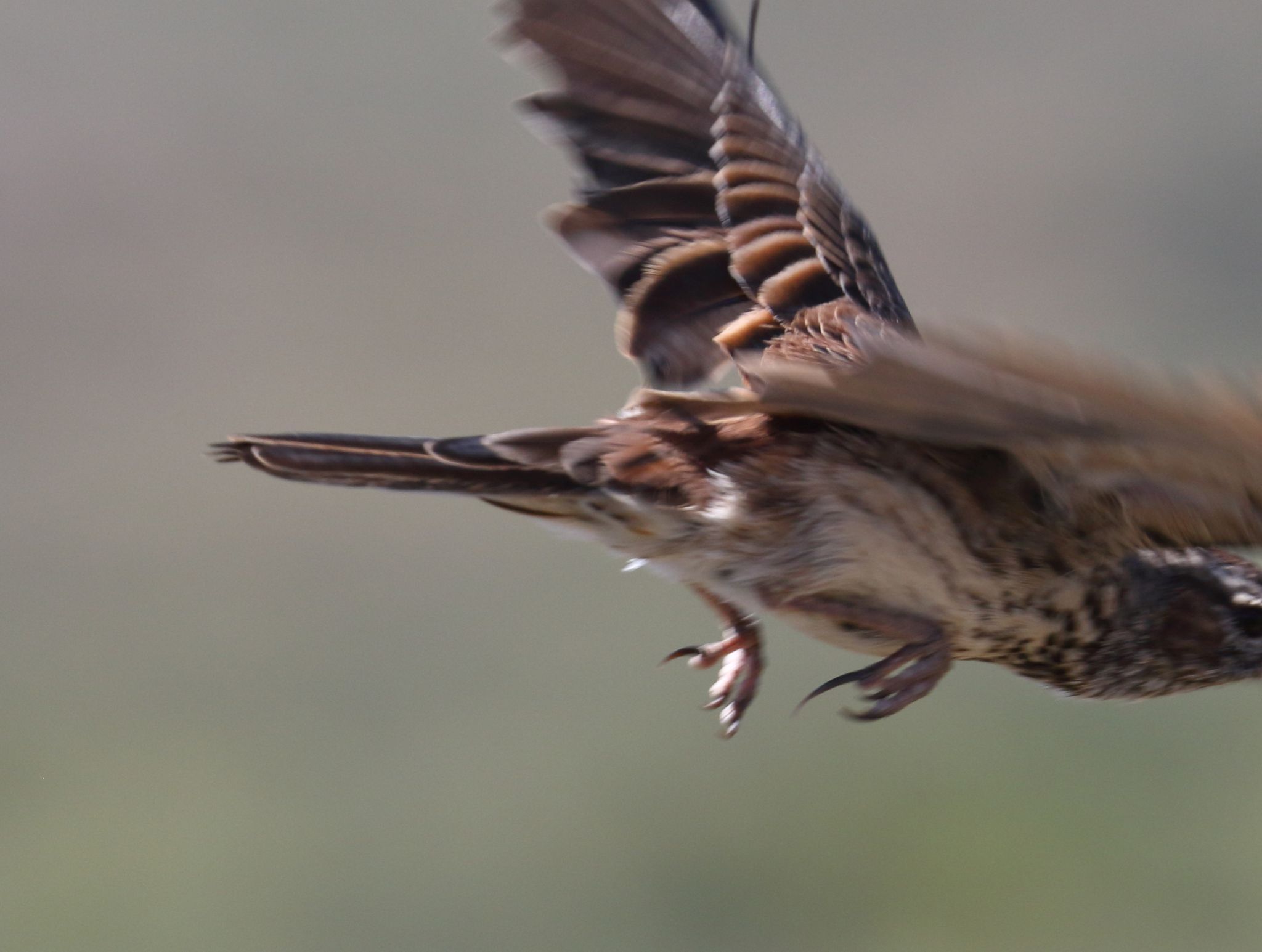 Karoo Long-billed Lark (Certhilauda subcoronata), photo 10