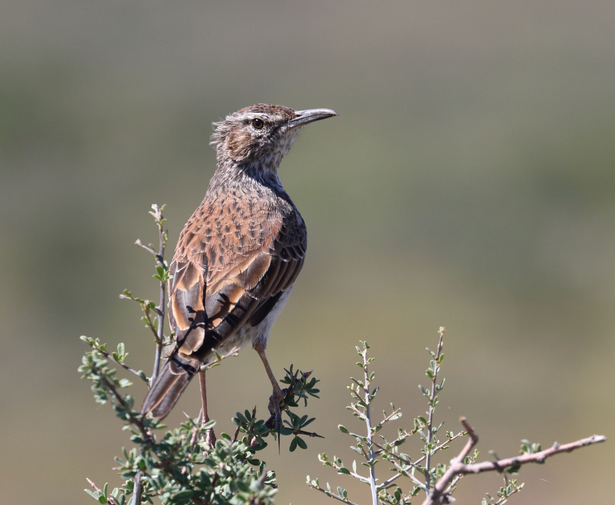 Karoo Long-billed Lark (Certhilauda subcoronata), photo 9