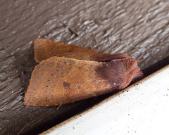Orthosia transparens
