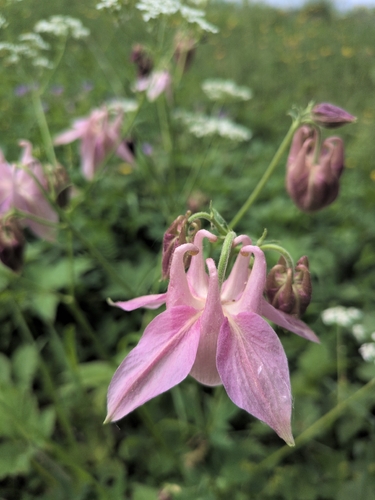 common columbine