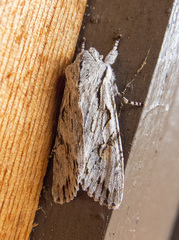 Egira crucialis
