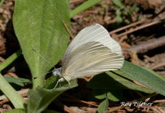 Pieris virginiensis