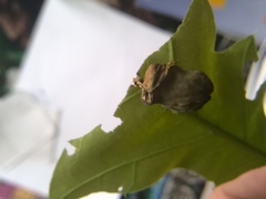 Attelabinae