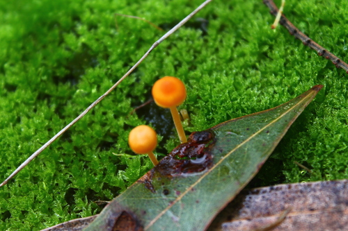 Orange Moss Navel