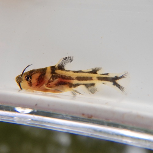 Chinese longsnout catfish (Tachysurus sinensis) — Bagridae