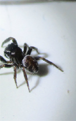 Chalcoscirtus diminutus