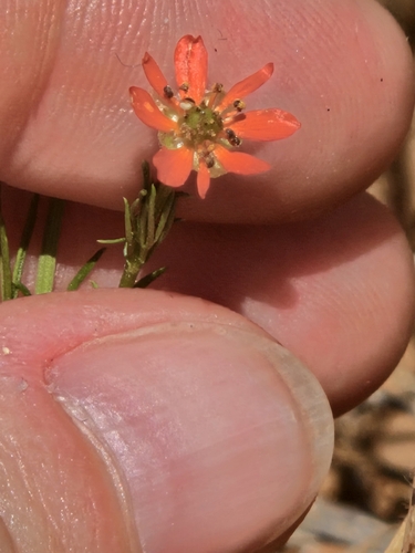 Adonis flammea