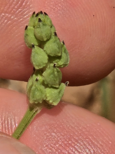 Adonis flammea, photograph 2