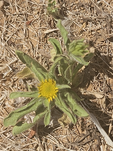 Asteriscus aquaticus, photograph 5