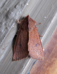 Orthosia transparens