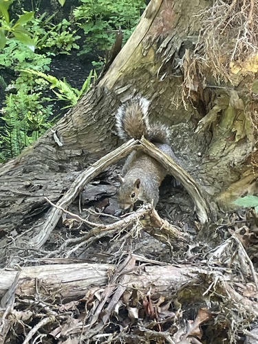 Eastern Gray Squirrel observed by kaeliswift