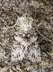 Egira cognata