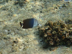 Chaetodon mesoleucos