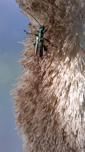 Thick-legged Flower Beetle