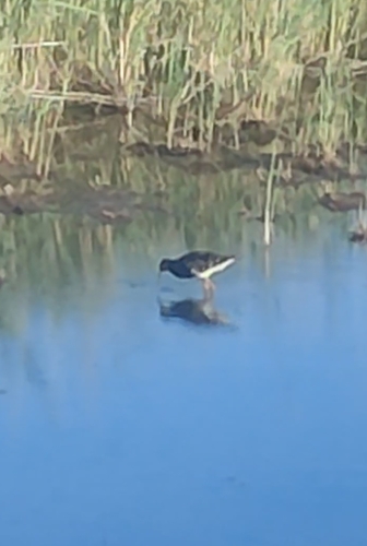 iNaturalist image