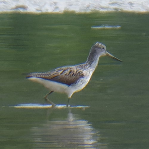iNaturalist image