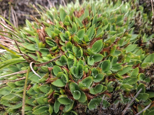 Dichanthelium isachnoides observed 2026-06-01