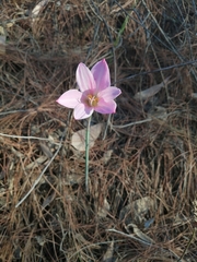 Zephyranthes nelsonii
