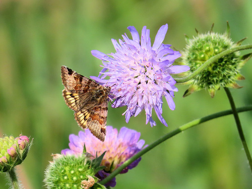 Burnet Companion