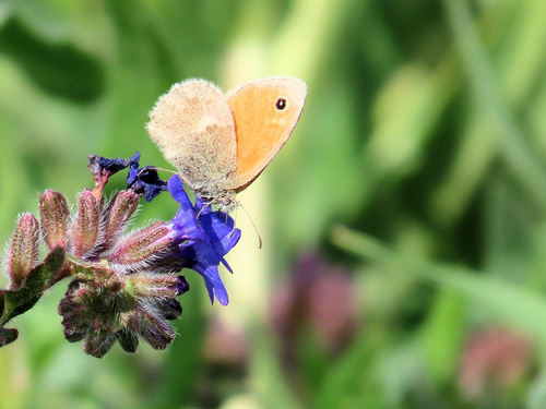 Small Heath