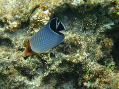 Chaetodon larvatus