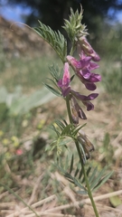 Vicia pannonica, photograph (c) Alessia Guggisberg, some rights reserved (CC BY-SA)