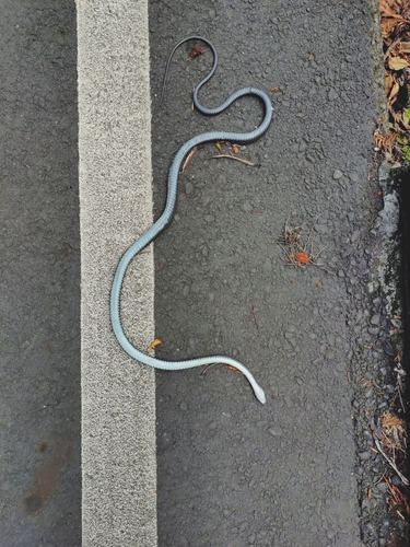 Big-Eyed Ratsnake