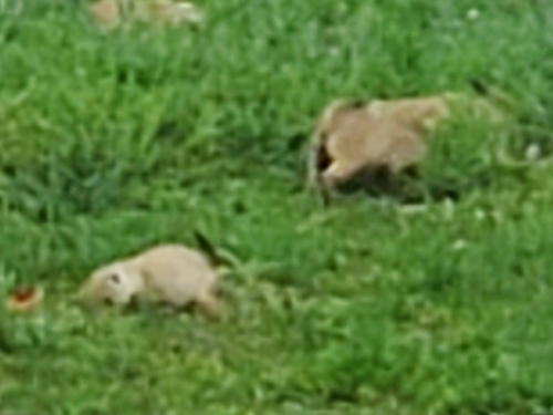 Black-tailed Prairie Dog observed by shinylatias
