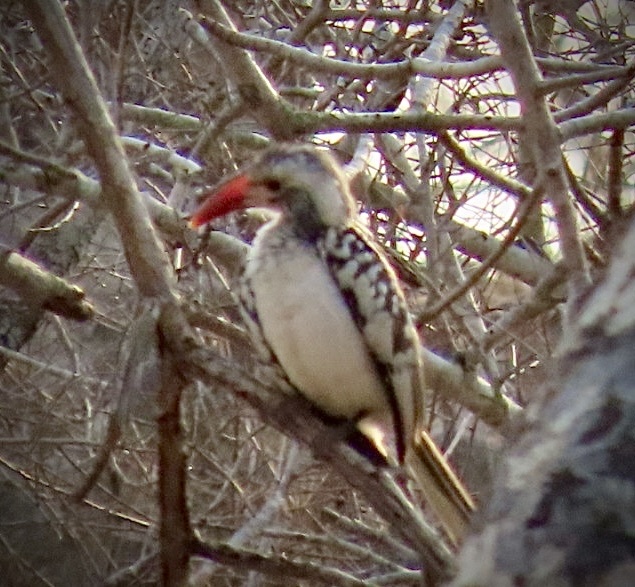 Damara Red-billed Hornbill (Tockus damarensis), photo 7