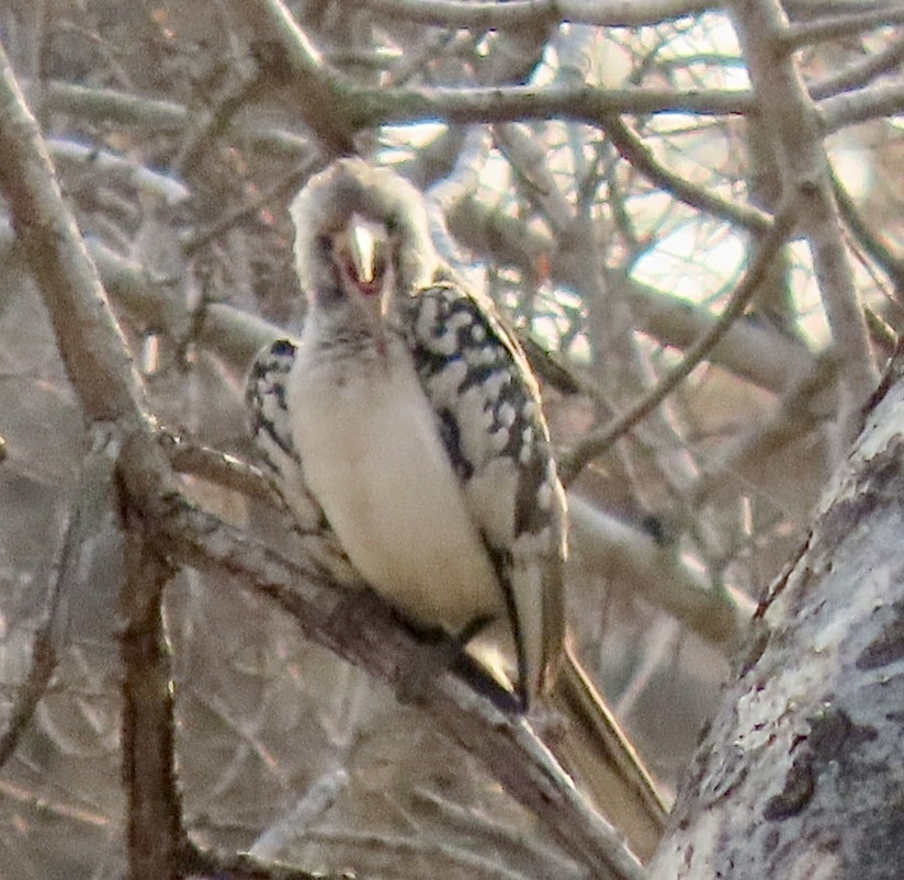 Damara Red-billed Hornbill (Tockus damarensis), photo 8