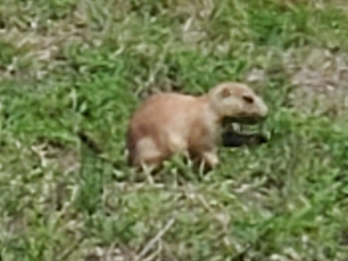 Black-tailed Prairie Dog observed by shinylatias