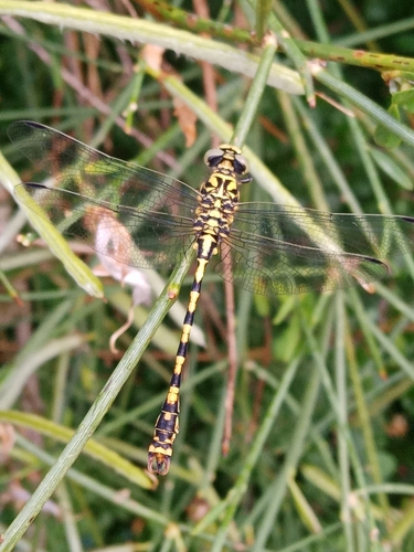 Small Pincertail