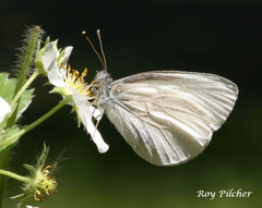 Pieris virginiensis