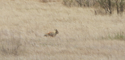 Обыкновенная лисица observed by naturalist4631