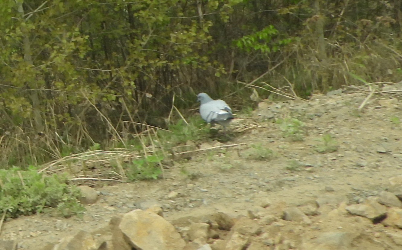 Hill Pigeon (Columba rupestris), photo 4