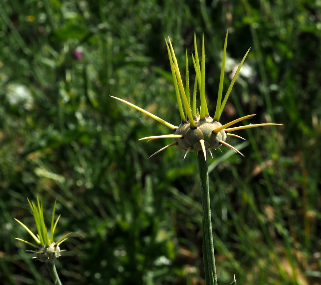Centaurea verutum