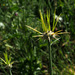 Centaurea verutum - Photo 由 Ron Frumkin 所上傳的 (c) Ron Frumkin，保留部份權利CC BY-NC