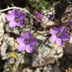 Gilia cana