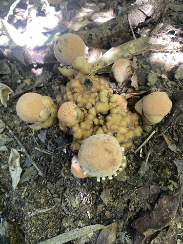 fungus root