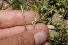 Onobrychis caput-galli