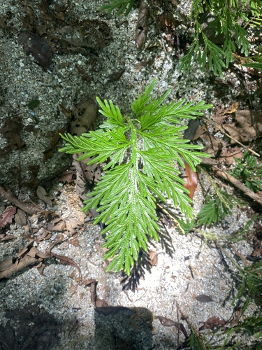 Electric Fern
