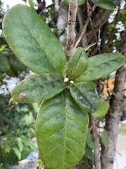 Schlegelia brachyantha