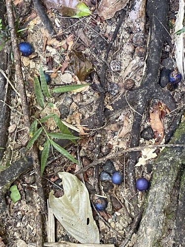 blue quandong
