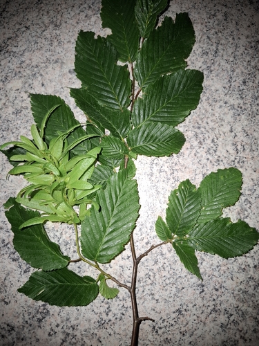 European Hornbeam