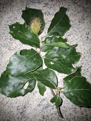 European beech