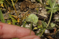 Anthyllis circinnata