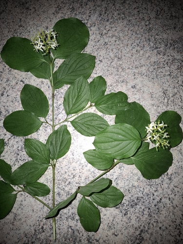 common dogwood