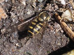 Parasyrphus punctulatus