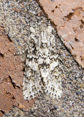 Egira cognata